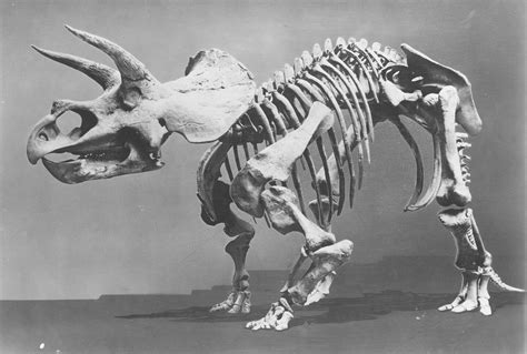 This Triceratops Is A Smithsonian Icon Now Hell Be Fed To A T Rex