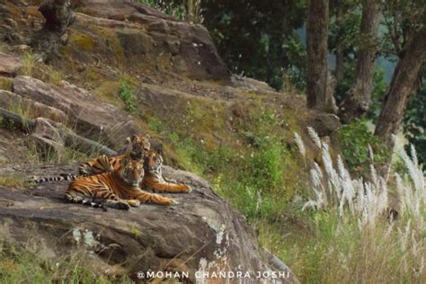 How To Successfully Plan A Bandhavgarh National Park Safari Madhya