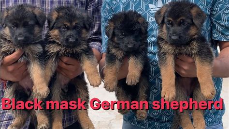 Black Mask German Shepherd Youtube