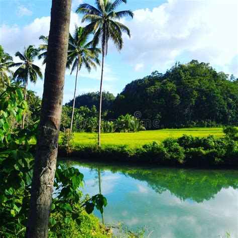 Beautiful Landscape Of The Philippines Jungle Stock Photo Image Of