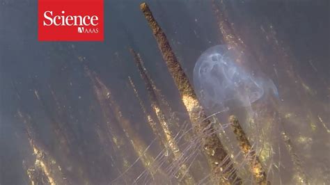 立派な Box Jellyfish Stings グラ止め