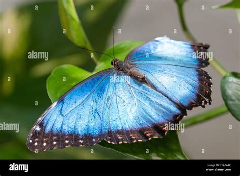 Mariposa Azul Morpho Peleides El Morfo Azul De Peleides Morfo Común