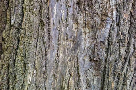 Austria Tree Bark Close Up Stock Photo