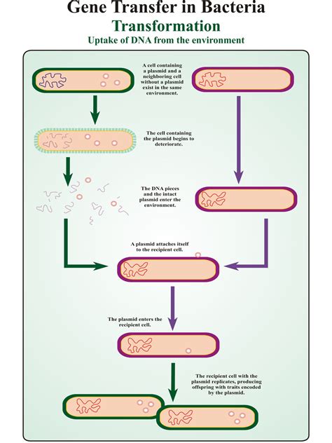 Gene Transfer In Bacteria Transformation Dbios Charts