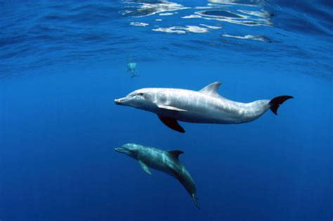 Schwebel, this version of o'dell's novel boasts two previously. Short Story Summary - 9th grade: מאי 2012