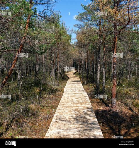 Wooden Path Walkway Through Forest And Wetlands Stock Photo Alamy