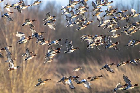 The ducks were everywhere and at times you just had to. DEC Announces 2019-2020 Duck Season Dates
