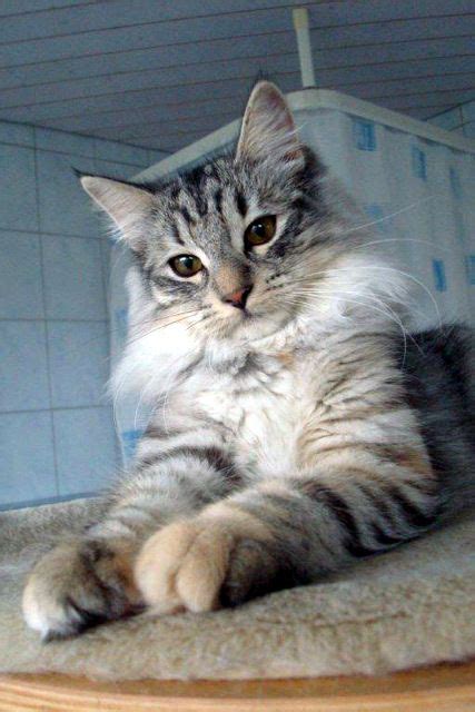 Black Tortie Silver Tabby Spotted Color Norwegian Forest