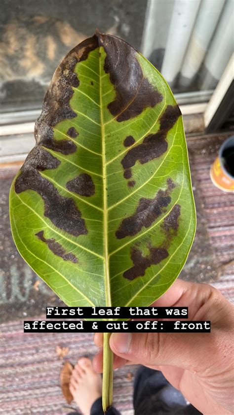 Does My Ficus Altissima Have A Disease Or Fungal Infection Black Spots