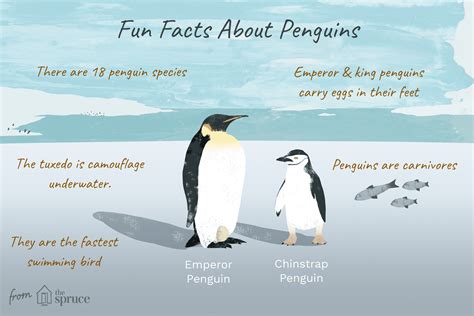 Emperor Penguin Facts For Kids