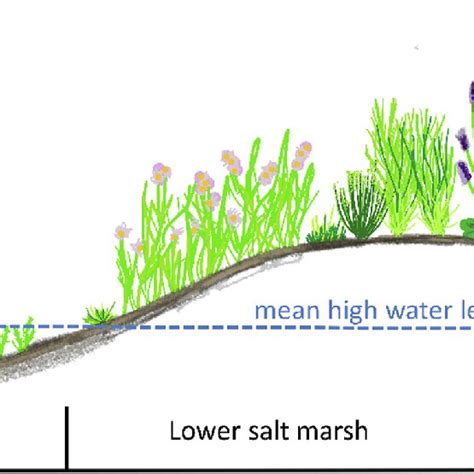 Salt Marsh Profile Showing The Zonation Of Each Superior Salt Marsh