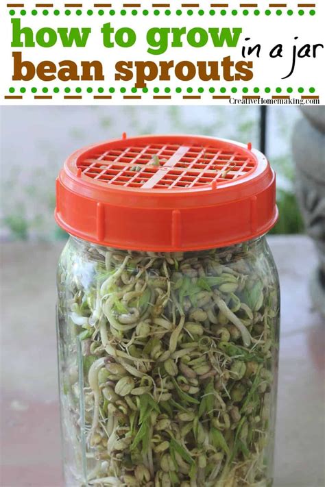 Growing Bean Sprouts In A Jar In 2023 Growing Beans Bean Sprouts