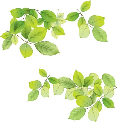 Transparent Background Greenery Png Png Image Collection