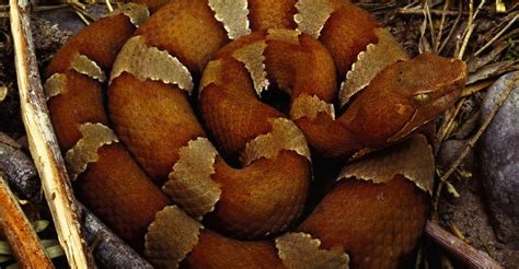 Copperhead Coiled To Strike Texas Pictures Texas
