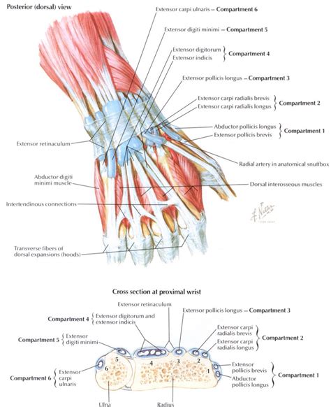 Dorsal View Of The Wrist Anatomy