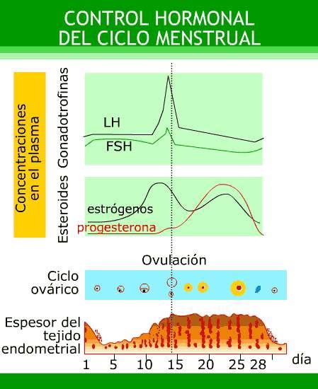 biologÍa 3º secundaria hormonas y ciclo menstrual