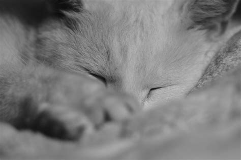 Gray Kitten Is Sleeping Free Image Download