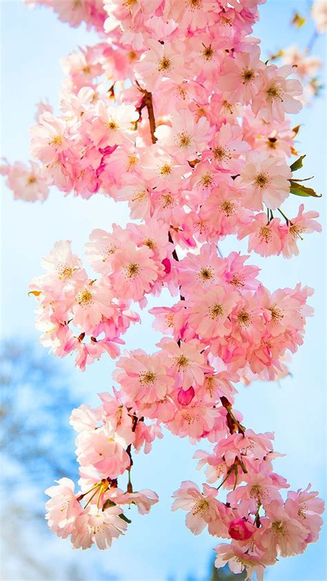 Pink Flowers Flower Background Wallpaper Spring