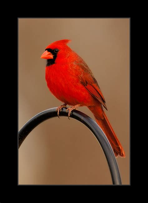Male Cardinal On A Wire Cardinals Photo 36106934 Fanpop