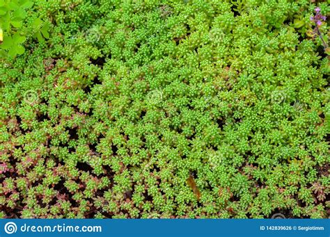 Succulent Sedum Gold Moss Bright And Beautiful Young Green Ground