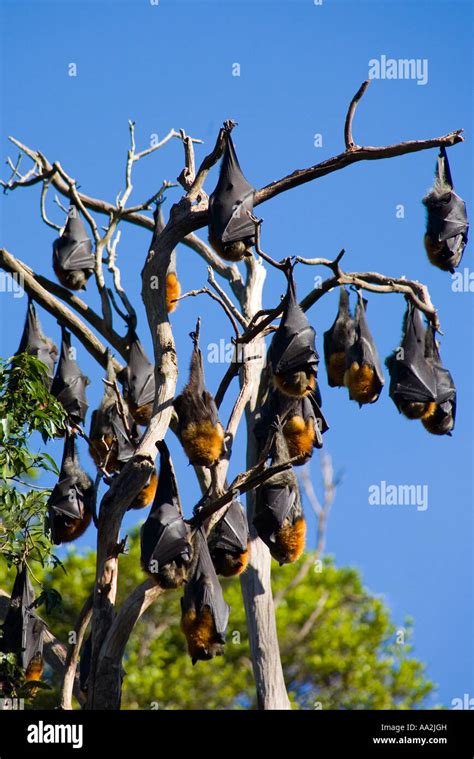 Colony Of Grey Headed Flying Foxes These Bats Are Endemic To Australia And Are Listed As A