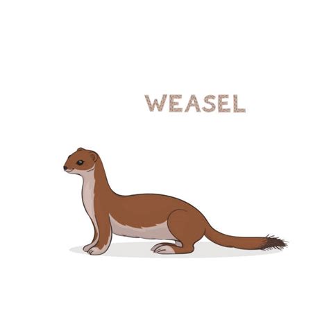 Weasel Illustrations Royalty Free Vector Graphics And Clip Art Istock
