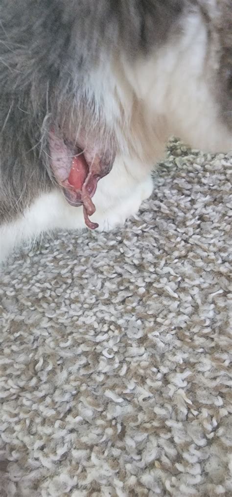 My Cat Had Cyst On The Side Of His Neck Which Has Been Drained In The