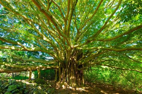 En faisant appel à votre « autre regard » vous découvrirez de mag(nif)iques présences… au croisement de ta route, observe cet arbre qui t'invite à faire une halte sous son feuillage protecteur. Arbre de vie: histoire, origine et symbole (et des atuces ...