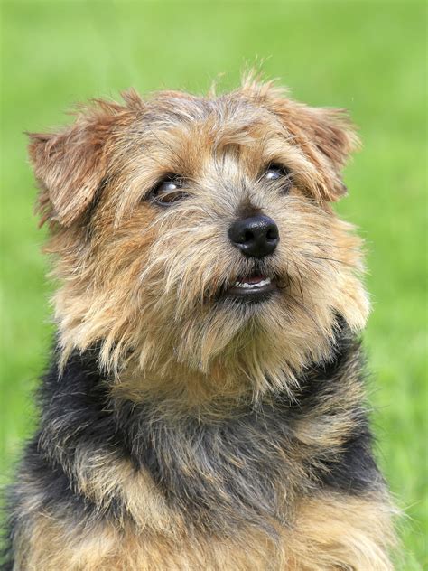 Norfolk Terrier - Dog-Breeds.net