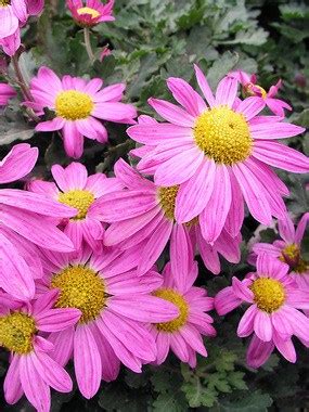 Rarely damaged perennials listed by latin and common names with states. Deer Resistant Fall Perennial Mums - Landscape Design ...