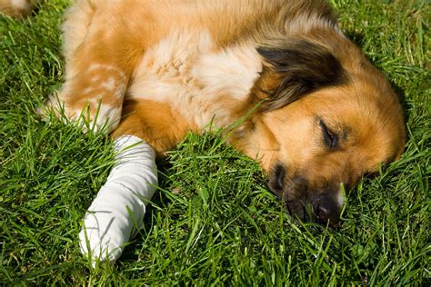 How Long Does It Take For A Dog Bone To Heal