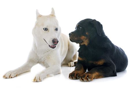 Males weigh between 95 and 135 pounds; Information About the Rottweiler-Siberian Husky Mix (Rottsky)