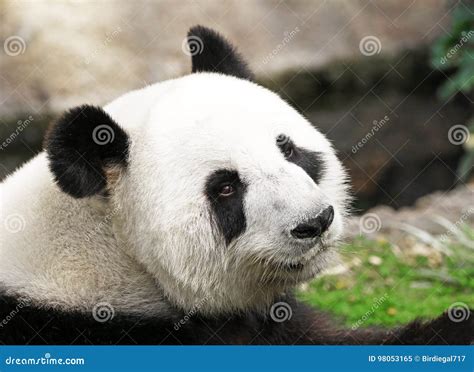 Giant Panda Face Shot Side Profile Looking Back At Camera Stock Image