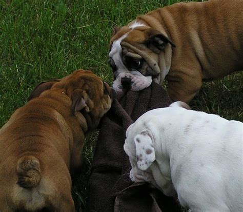 English Bulldog Puppies | Bulldog puppies, English bulldog ...