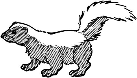 Free Skunk Coloring Pages 151387 Skunk Coloring Page Animal Drawings