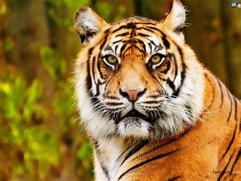 Watchful Eyes Bengal Tiger Wallpaper Tigers Animals 109 Wallpapers