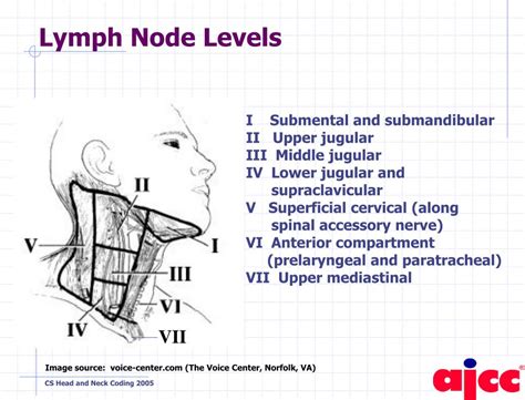 Ppt The Anatomy Of Collaborative Staging Head And Neck