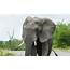 African Elephant Facts Animals Of Africa  WorldAtlas