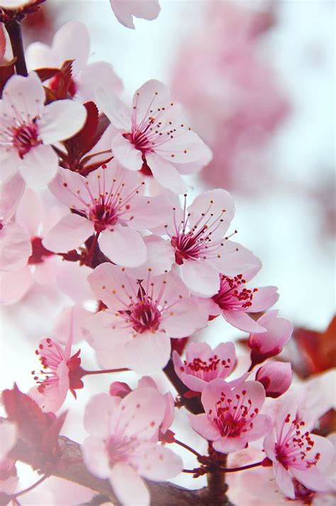Pink Spring Flowers Wallpapers On Wallpaperdog