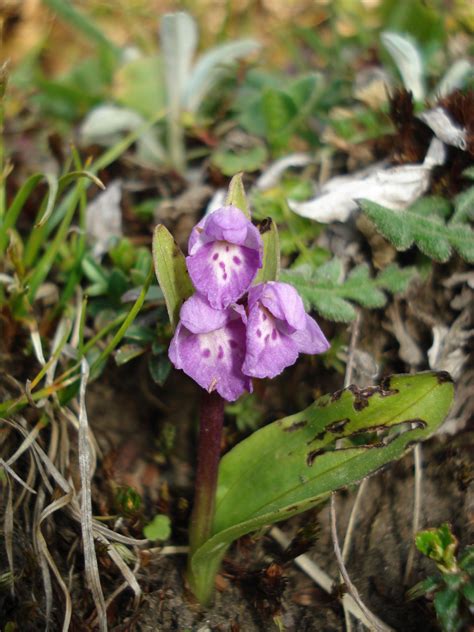 Galearis Spathulata Eflora Of India