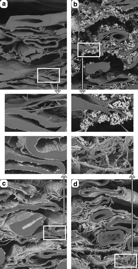 Sem Micrographs Of The Samples A Ctmp Reference Sample B