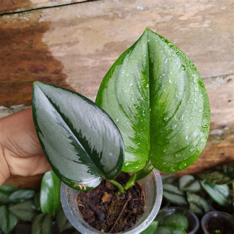 Jual Scindapsus Silver Moonlight Scindapsus Moonlight Scindapsus Silver