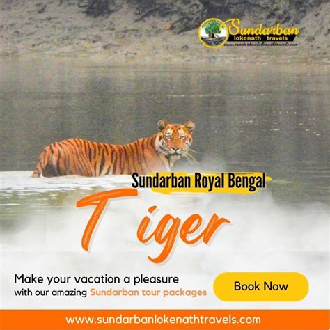 Exploring The Royal Bengal Tiger Of Sundarban India S Unique Wildlife