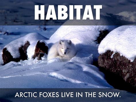 Life Cycle Of A Arctic Fox