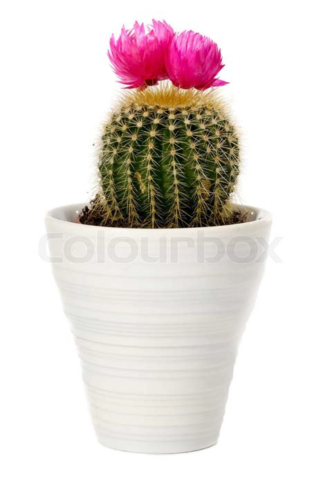 Cactus Stock Image Colourbox