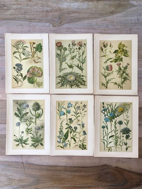 1898 Original Botanical Print Set Of 6 Flowers Plates Etsy