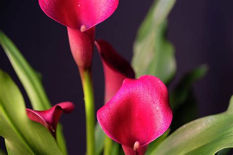 Hot Pink Calla Lilies Photograph By Vira Sivachuk Pixels