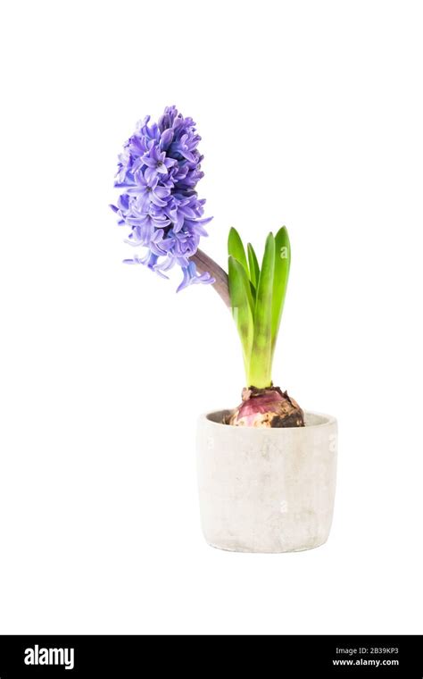Blue Hyacinth In Flower Pot Isolated Over White Background Stock Photo