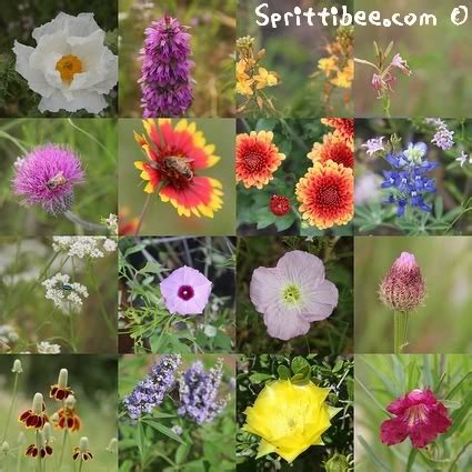 Sign up for free today! Texas Wildflower Story