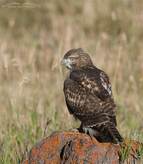 Juvenile Red Tailed Hawk On A Lichen Covered Rock On The